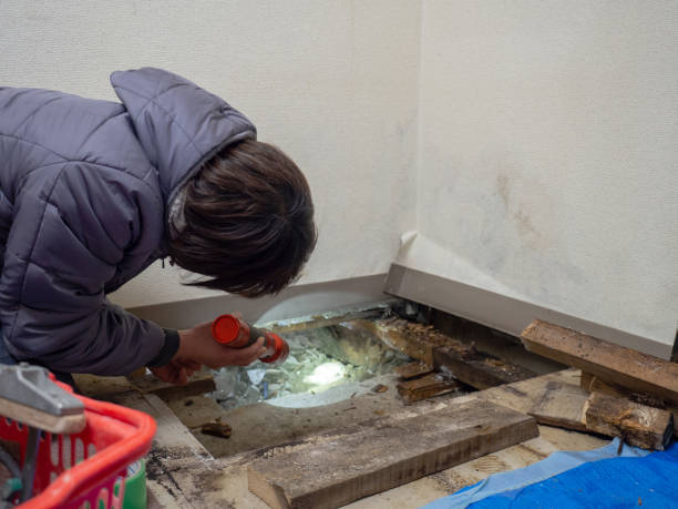 Best Mold Remediation for Healthcare Facilities  in South Rosemary, NC